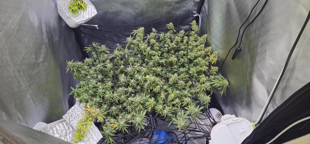 Bubblegum Femaleseeds. Week 16 - 22/04/2026