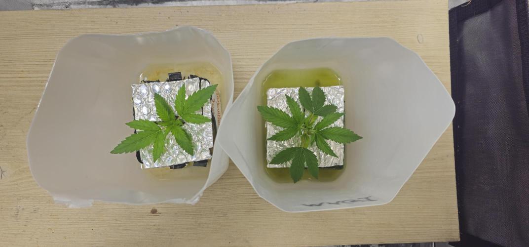 #MAC1 #BackToTheFuture DWC Grow. Week 1 - 20/05/2026
#Week 1 - Vegetation 