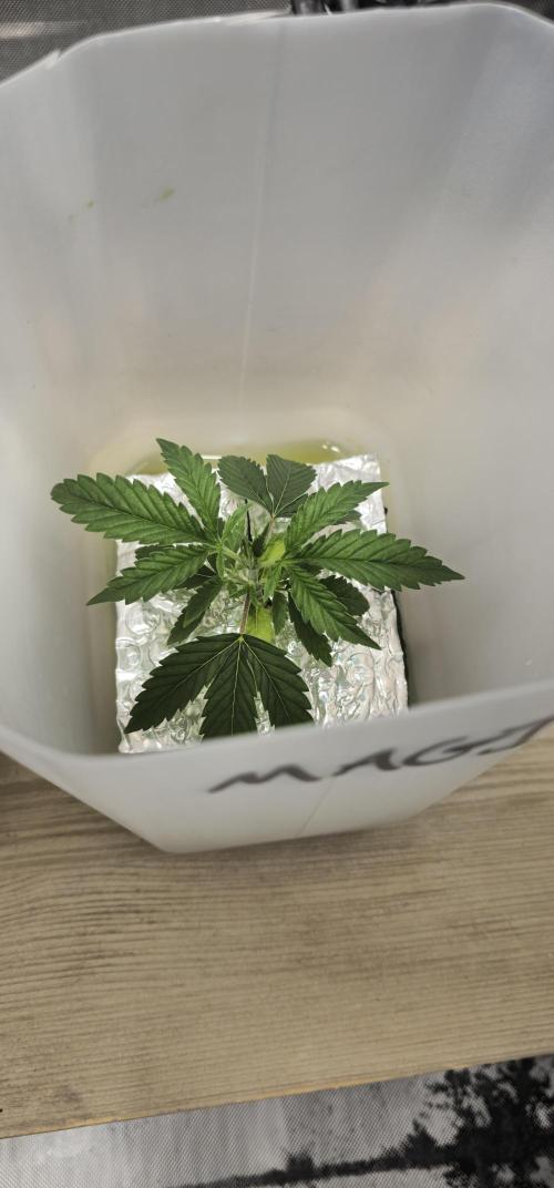 #MAC1 #BackToTheFuture DWC Grow. Week 1 - 20/05/2026
#Week 1 - Vegetation 