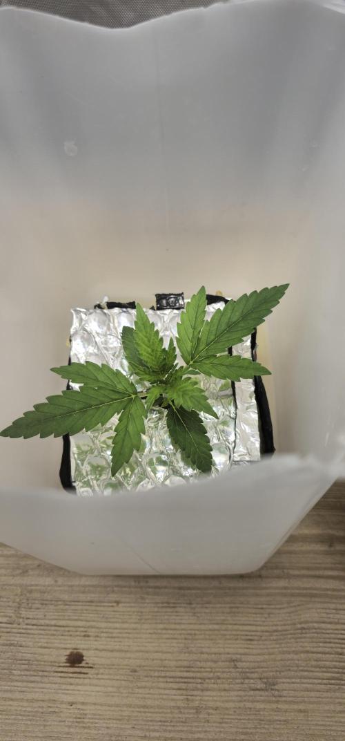 #MAC1 #BackToTheFuture DWC Grow. Week 1 - 20/05/2026
#Week 1 - Vegetation 