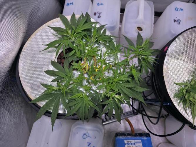 Bubblegum Femaleseeds. Week 7 - 06/02/2026
Thinning of the tops again and folding her main stems ouwards via sup