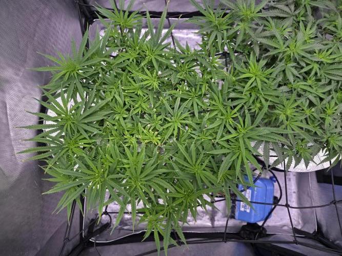 Bubblegum Femaleseeds. Week 9 - 08/03/2026
#Back to The Future - DC Seeds: is already showing signs of pre-flowe