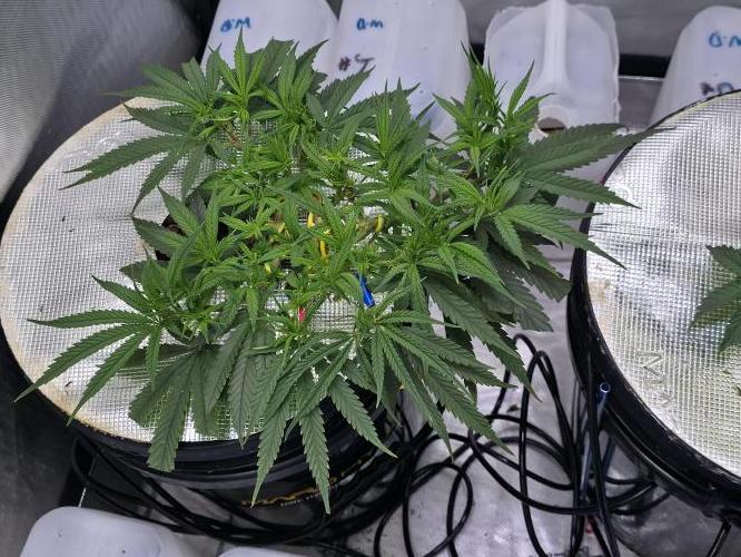 Bubblegum Femaleseeds. Week 7 - 10/02/2026
Supercropped cropped a litte two hard and snapped two stems but she's