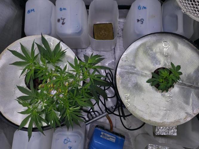 Bubblegum Femaleseeds. Week 7 - 05/02/2026 
Lite defoll of inner fan leaves and supercropped the outter branches