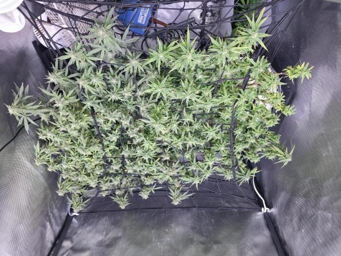 Bubblegum Femaleseeds. Week 14 - 08/04/2026
Yes! Recovered before the swelling 