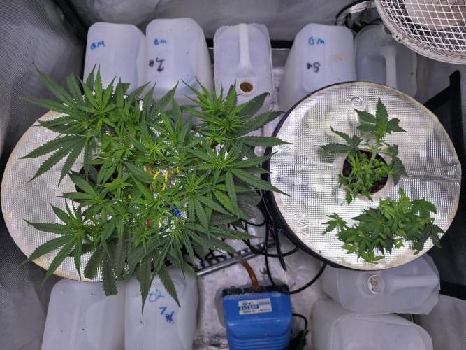 Bubblegum Femaleseeds. Week 7 - 11/02/2026
Thinned out #Back to the Future 
Was very bushy; thinned her right ou