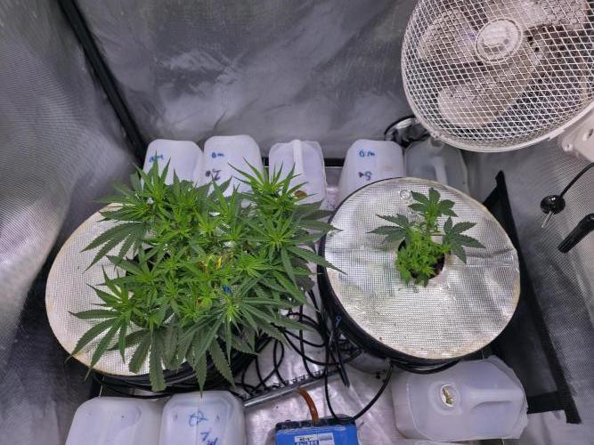 Bubblegum Femaleseeds. Week 8 - 12/02/2026
Praying to the lord 🙏 