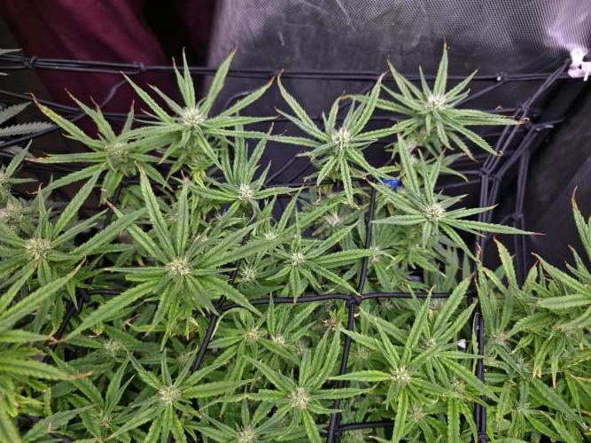 Bubblegum Femaleseeds. Week 12 - 30/03/2026
Midday on 100% split; power supply between two Gativas CT E2000s.