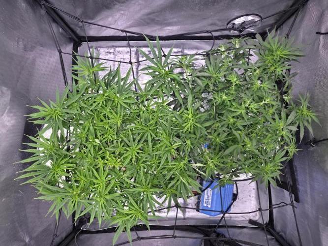 Bubblegum Femaleseeds. Week 9 - 08/03/2026
#Back to The Future - DC Seeds: is already showing signs of pre-flowe