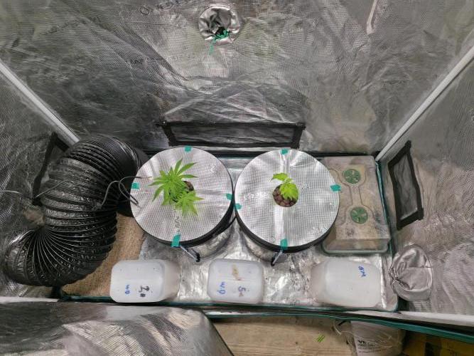 Bubblegum FS - Spicy Temptation Terpzy. Week 3 - 10/01/26
Moved into the Marshydro 5 gallon in the loft for there final home. 