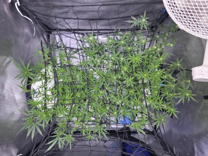 Bubblegum Femaleseeds. Week 10 - 16/03/1026
Midday: Few hours later....