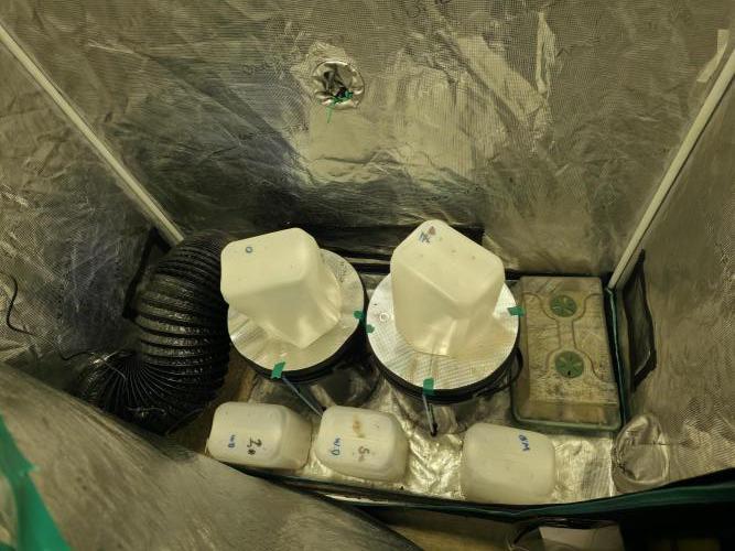 Bubblegum FS - Spicy Temptation Terpzy. Week 3 - 10/01/26
Midday added Domes
Increased Light to 430watts 