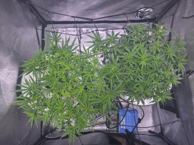 Bubblegum Femaleseeds. Week 9 - 06/03/2026
Added 5L of Sensi Bloom 4ml/L + 20ml of Hydrosol liquid Feed! Supperc