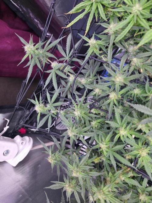 Bubblegum Femaleseeds. Week 12 - 30/03/2026
Midday on 100% split; power supply between two Gativas CT E2000s.