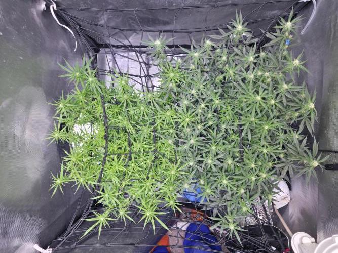 Bubblegum Femaleseeds. Week 11 - 23/03/2026