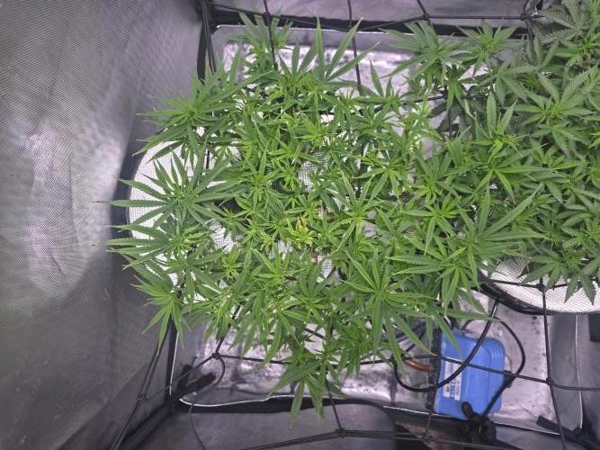 Bubblegum Femaleseeds. Week 9 - 06/03/2026
Added 5L of Sensi Bloom 4ml/L + 20ml of Hydrosol liquid Feed! Supperc