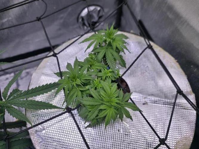 Bubblegum Femaleseeds. Week 8 - 18/02/2026