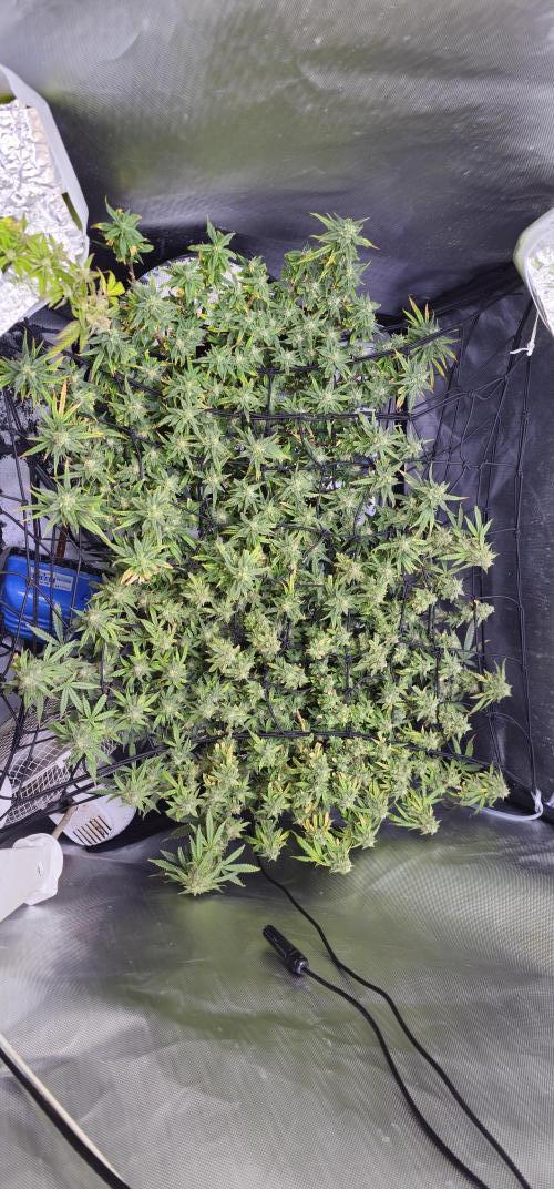 Bubblegum Femaleseeds. Week 15 - 18/04/2026