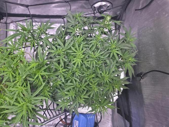 Bubblegum Femaleseeds. Week 9 - 06/03/2026
Added 5L of Sensi Bloom 4ml/L + 20ml of Hydrosol liquid Feed! Supperc