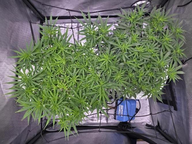 Bubblegum Femaleseeds. Week 9 - 08/03/2026
#Back to The Future - DC Seeds: is already showing signs of pre-flowe