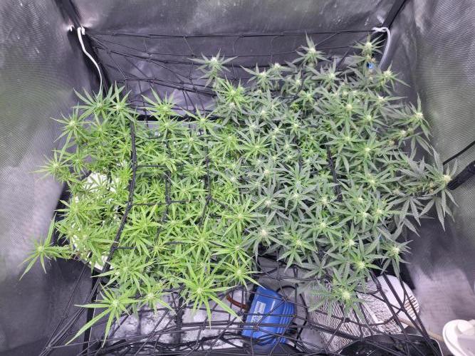 Bubblegum Femaleseeds. Week 11 - 23/03/2026