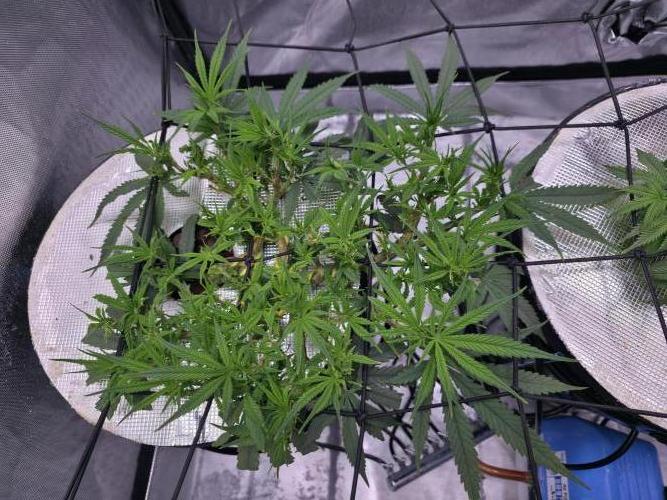 Bubblegum Femaleseeds. Week 8 - 18/02/2026