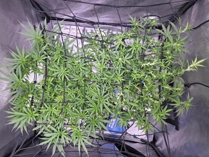 Bubblegum Femaleseeds. Week 10 - 12/03/2026
Lite defoll and supercropped some colas!