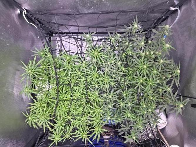 Bubblegum Femaleseeds. Week 11 - 21/03/2026
Pictures before lights off! 