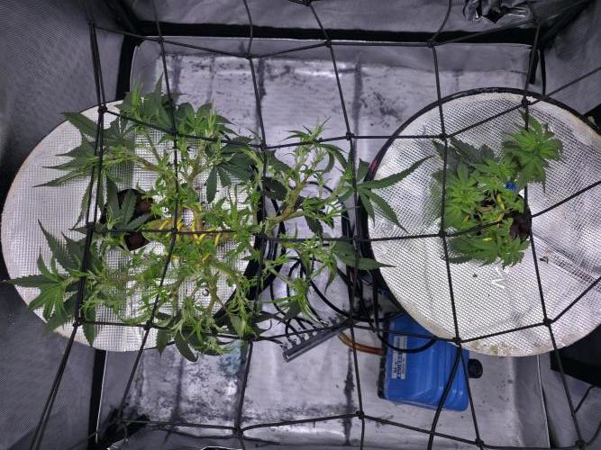 Bubblegum Femaleseeds. Week 8 - 16/02/2026
Defolled and added the scrog net!