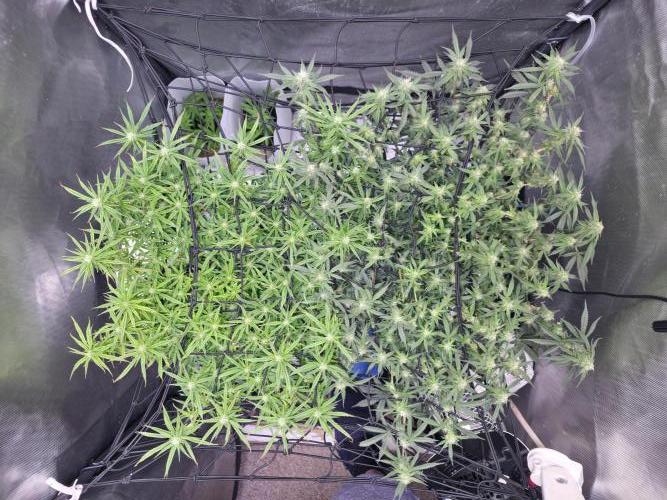Bubblegum Femaleseeds. Week 12 - 29/03/2026
Midday; tucked the stretch and lite defoll!
