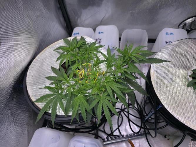 Bubblegum Femaleseeds. Week 7 - 06/02/2026
Light increased to 75% -513watts wall draw.