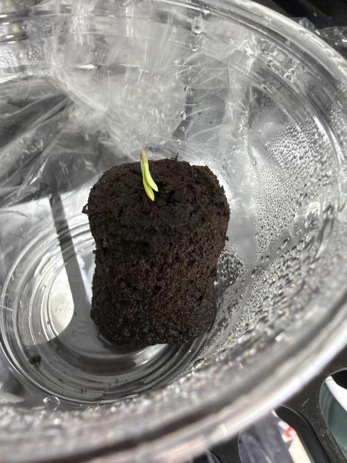 Orignal Haze. Week 0 - Original Haze Plant 1  Day 1