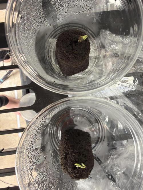 Orignal Haze. Week 0 - Original Haze Day 1