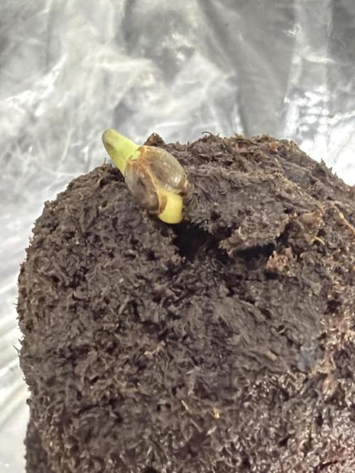 Orignal Haze. Week 0 - Original Haze Plant 2 helmet head :)