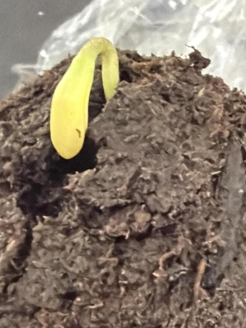 Orignal Haze. Week 0 - Original Haze Plant 2 helmet removed successfully.