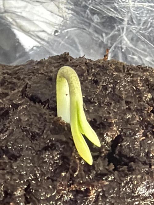 Orignal Haze. Week 0 - Original Haze Plant 1 day 1