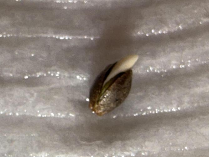 Orignal Haze. Week 0 - Original Haze Plant 1 pop after 36 hours