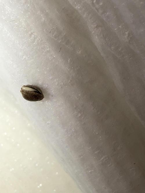 Orignal Haze. Week 0 - Original Haze Plant 2 pop after 36 hours