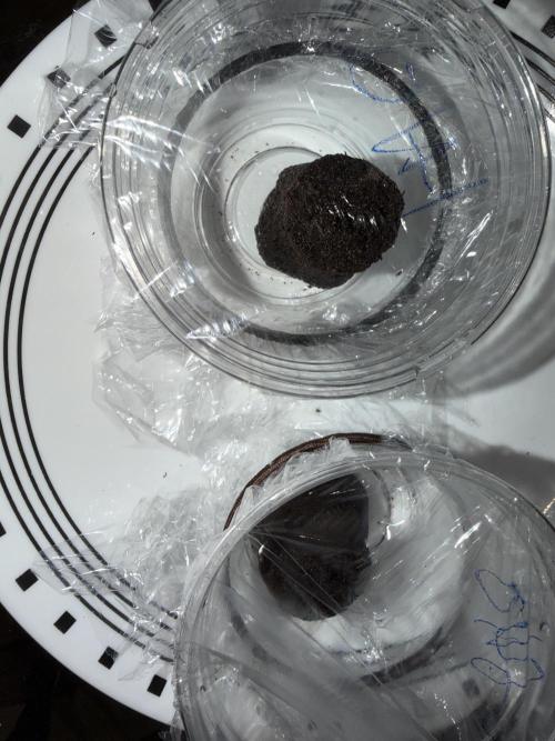 Orignal Haze. Week 0 - Transfered to Rapid Rooter Plugs