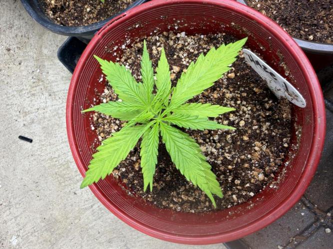 Orignal Haze. Week 1
