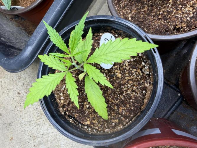 Orignal Haze. Week 1