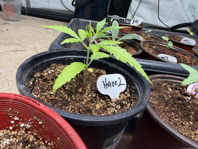 Orignal Haze. Week 1