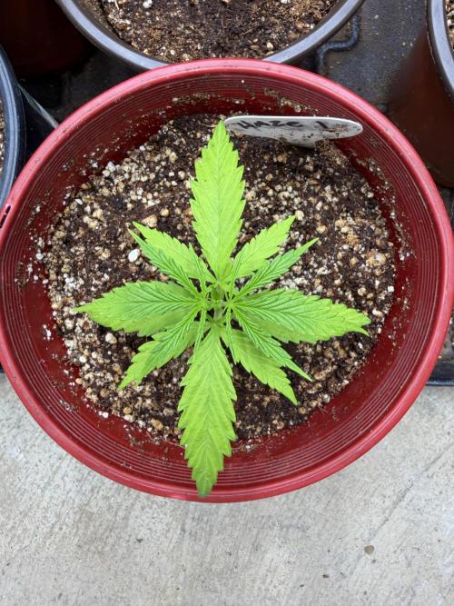 Orignal Haze. Week 1