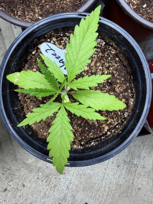 Orignal Haze. Week 1