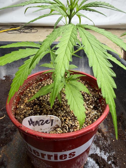 Orignal Haze. Week 2