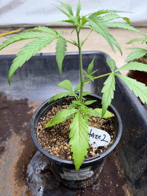 Orignal Haze. Week 2