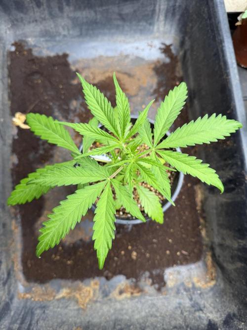 Orignal Haze. Week 2