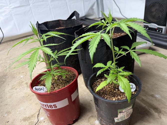Orignal Haze. Week 2