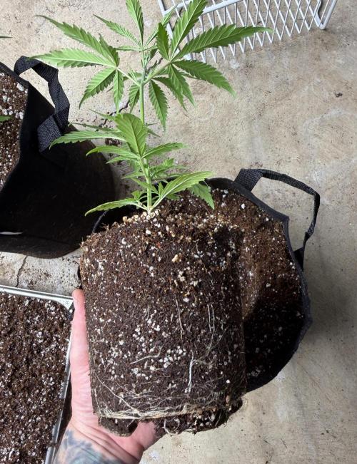 Orignal Haze. Week 2