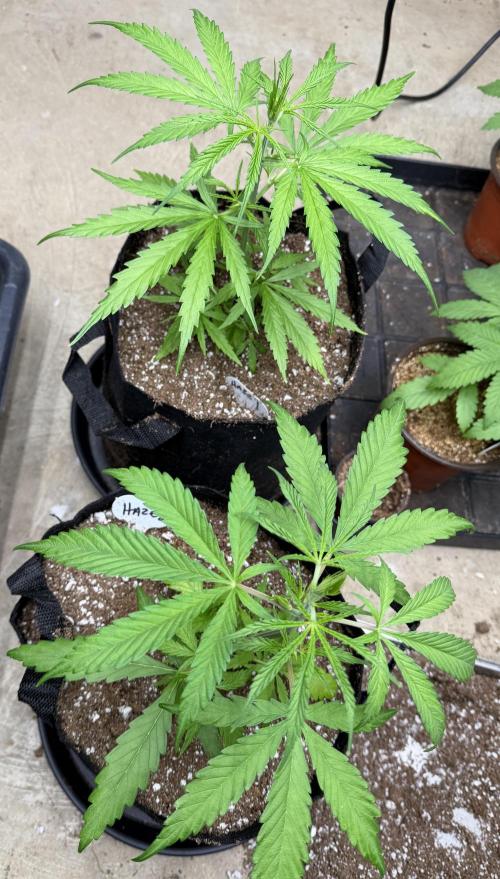 Orignal Haze. Week 2